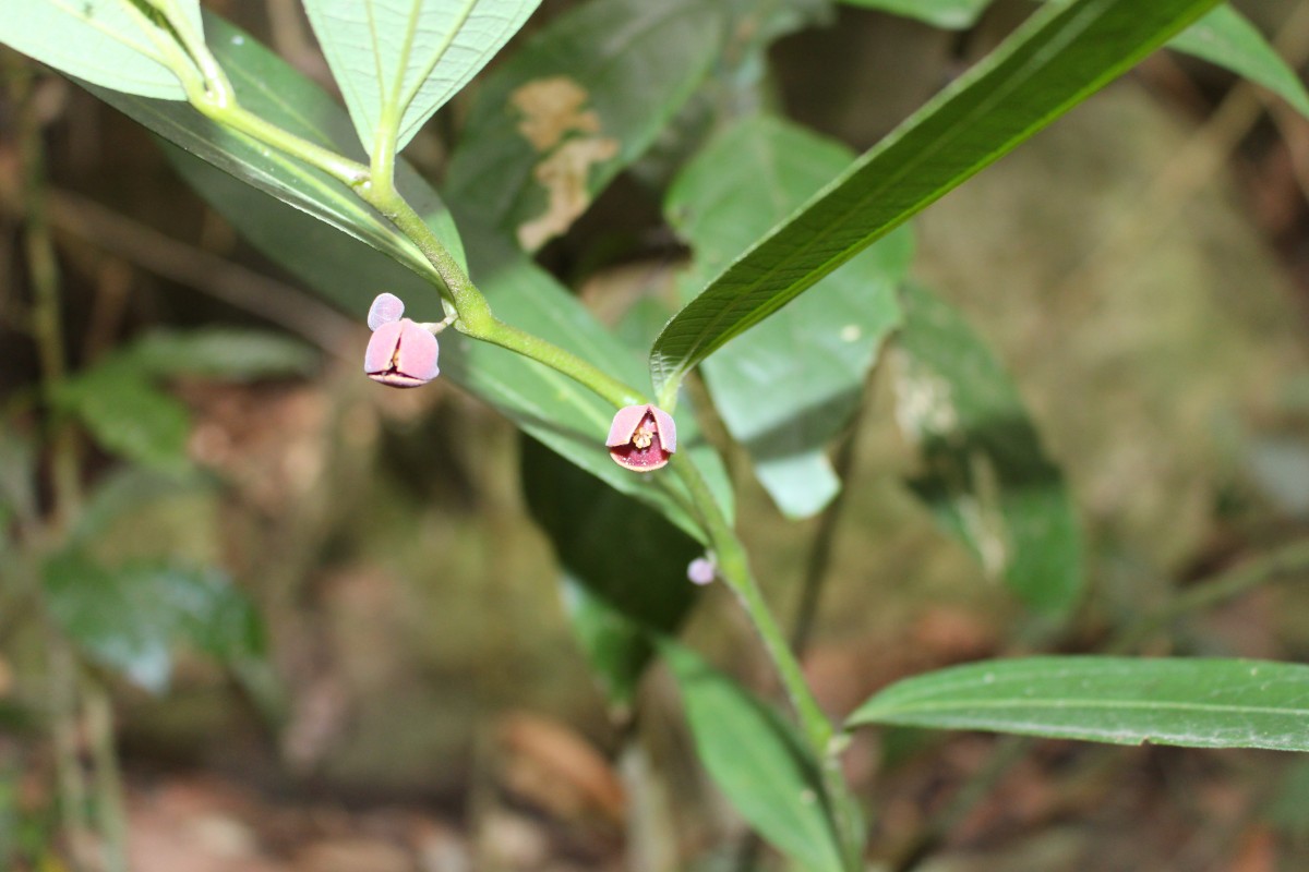 Thottea siliquosa (Lam.) Ding Hou